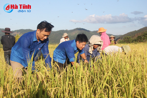 ban rao tre duoc mua lua giong moi