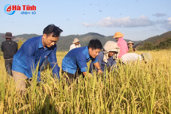 ban rao tre duoc mua lua giong moi