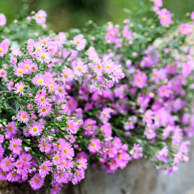 nhung mua hoa goi len sac thu doc theo chieu dai dat nuoc