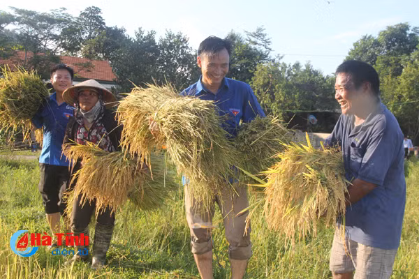 ban rao tre duoc mua lua giong moi