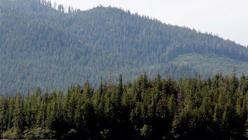 Máy bay bị rơi tại khu vực rừng rậm nên việc cứu hộ rất khó khăn (Ảnh: AP)