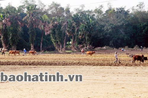 Làm đất sản xuất vụ đông sau lũ ở xã Sơn Bằng. Ảnh: ĐẬu Bình