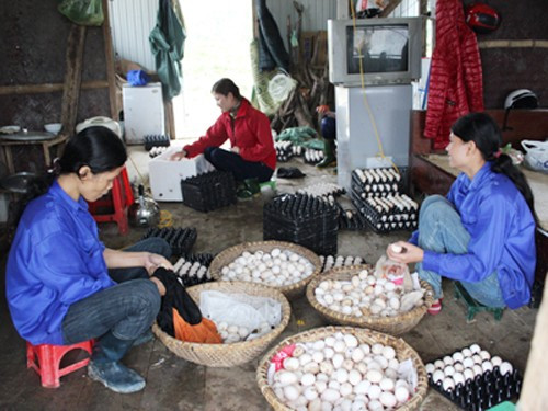 Trung bình mỗi ngày gà đẻ 6.000 trứng, cho lãi ròng khoảng 6 triệu đồng Trung bình mỗi ngày gà đẻ 6.000 trứng, cho lãi ròng khoảng 6 triệu đồng