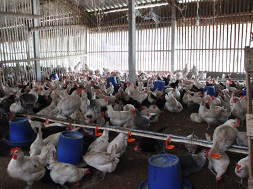 Hiện tại, gần 10.000 gà đã đẻ trứng Hiện tại, gần 10.000 gà đã đẻ trứng