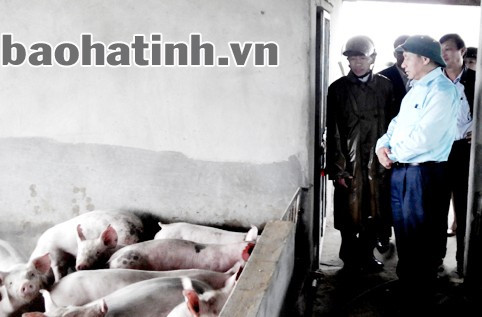Phó Chủ tịch UBND tỉnh Lê Đình Sơn cùng đoàn kiểm tra mô hình chăn nuôi lợn của anh Trần Quốc Phương, thôn Mỹ Triều, xã Thạch Tân
