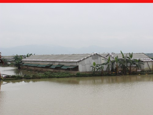 Trại gà "khủng" với 13.000 con gà đẻ, 2.000 gà thịt của anh Hòa Trại gà "khủng" với 13.000 con gà đẻ, 2.000 gà thịt của anh Hòa