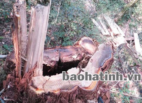 Tiểu khu 204 có 391 cây gỗ pơ mu bị khai thác trái phép với tổng khối lượng 514,68 m3.