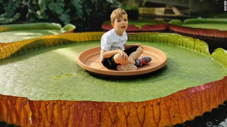 Phát hiện loài bông súng mới lá rộng 3m, người 80kg ngồi lên không chìm