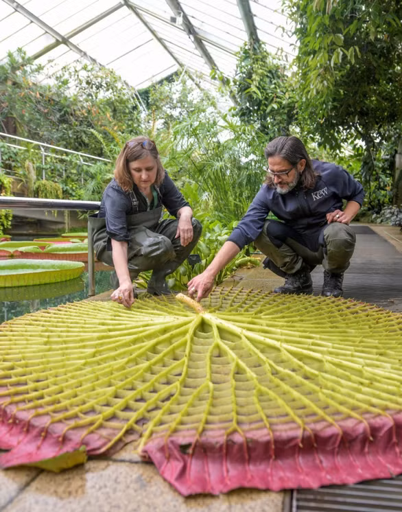 Phát hiện loài bông súng mới lá rộng 3m, người 80kg ngồi lên không chìm