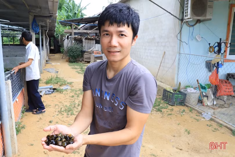 Làm nhà nuôi ốc bươu, thanh niên phố núi Hương Sơn thu lãi cao