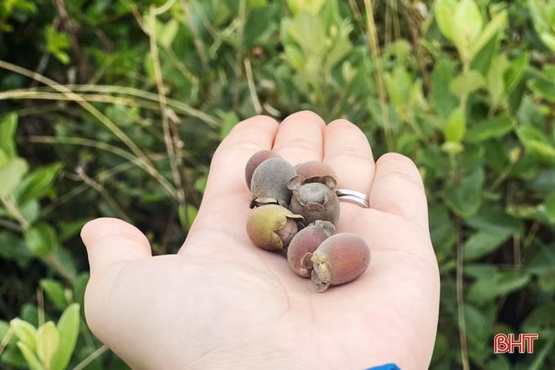 Người dân Thạch Hà bắt đầu vào mùa hái sim