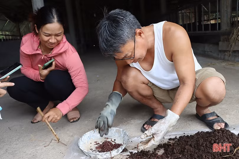 Nuôi giun quế mang lại “lợi ích kép” cho nhà nông Cẩm Xuyên