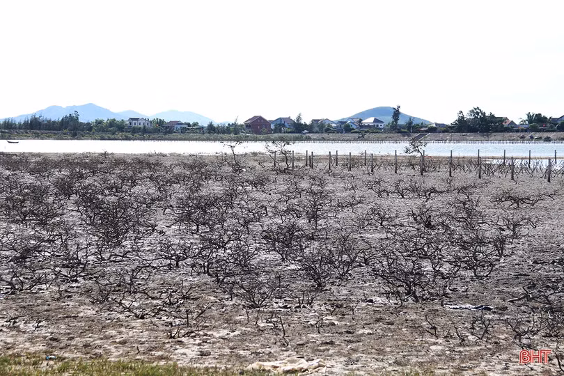 Cần có chuyên gia đầu ngành xác định nguyên nhân rừng ngập mặn ở TX Kỳ Anh bị chết trước khi tiến hành trồng thay thế