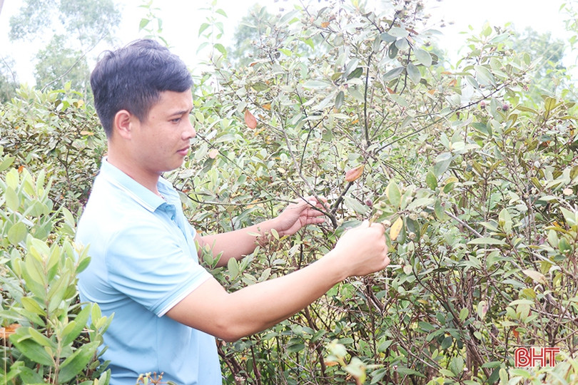 Người dân Thạch Hà bắt đầu vào mùa hái sim