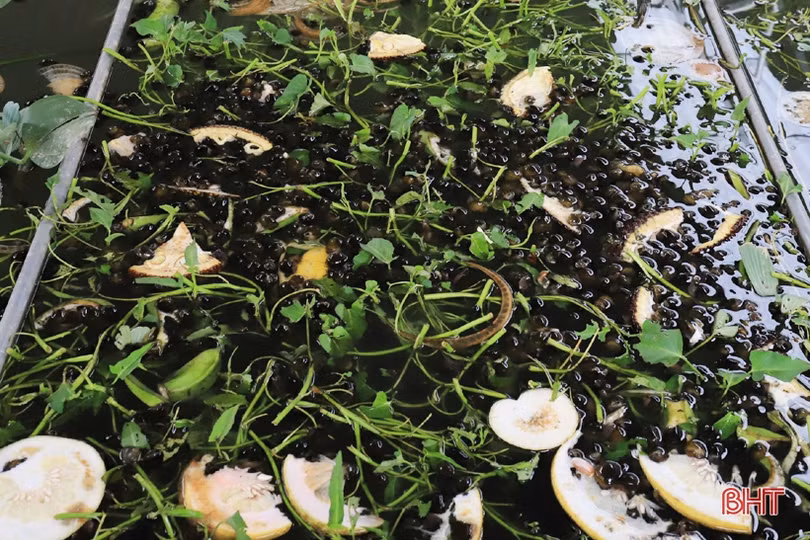 Làm nhà nuôi ốc bươu, thanh niên phố núi Hương Sơn thu lãi cao