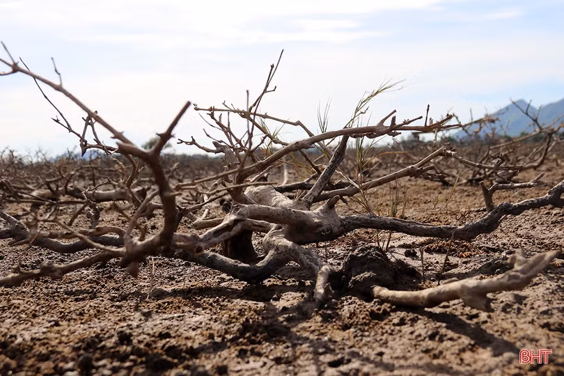 Cần có chuyên gia đầu ngành xác định nguyên nhân rừng ngập mặn ở TX Kỳ Anh bị chết trước khi tiến hành trồng thay thế