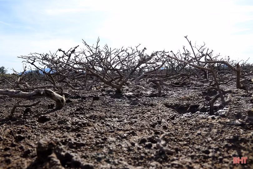 Cần có chuyên gia đầu ngành xác định nguyên nhân rừng ngập mặn ở TX Kỳ Anh bị chết trước khi tiến hành trồng thay thế