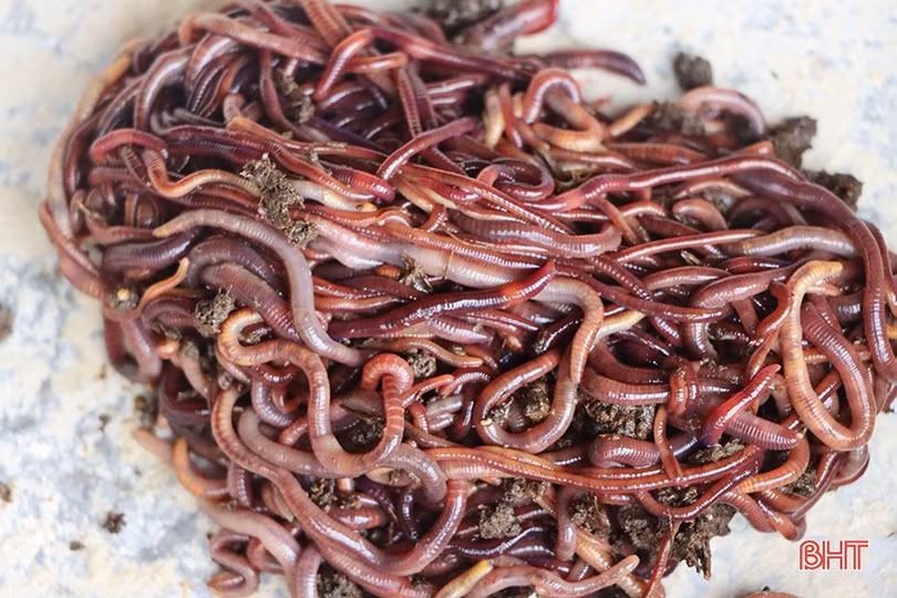 Nuôi giun quế mang lại “lợi ích kép” cho nhà nông Cẩm Xuyên