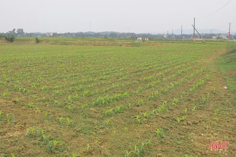 Sản xuất cây trồng cạn hè thu ở Hà Tĩnh: Đừng bỏ lỡ kế hoạch!
