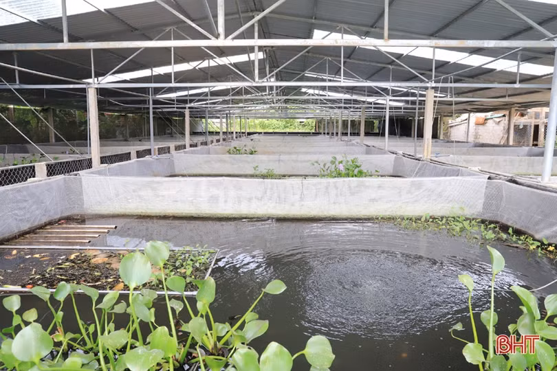 Làm nhà nuôi ốc bươu, thanh niên phố núi Hương Sơn thu lãi cao