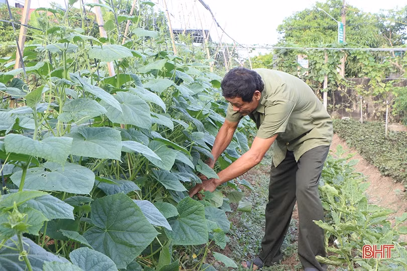 Sản xuất cây trồng cạn hè thu ở Hà Tĩnh: Đừng bỏ lỡ kế hoạch!