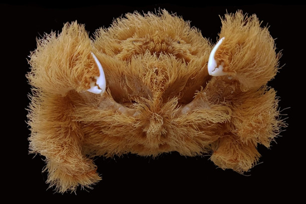 Phát hiện loài cua mới mặc “áo khoác” lông xù