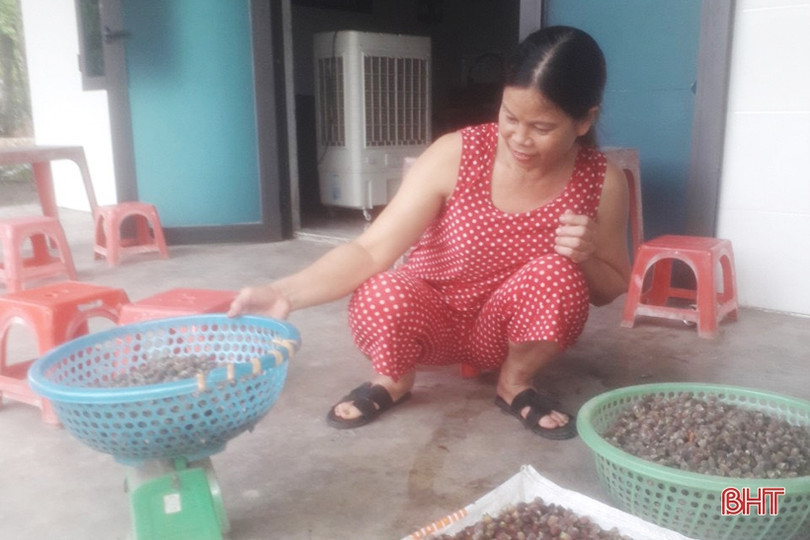 Người dân Thạch Hà bắt đầu vào mùa hái sim
