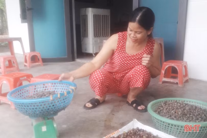 Người dân Thạch Hà bắt đầu vào mùa hái sim