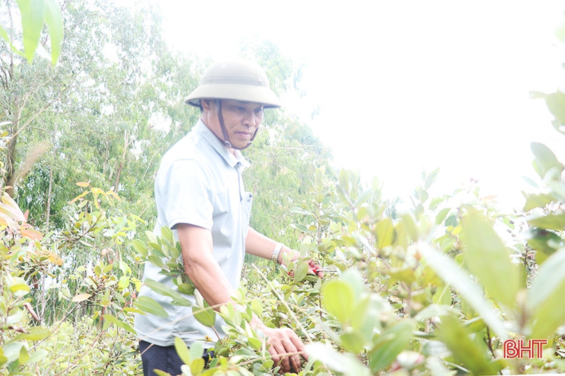 Người dân Thạch Hà bắt đầu vào mùa hái sim
