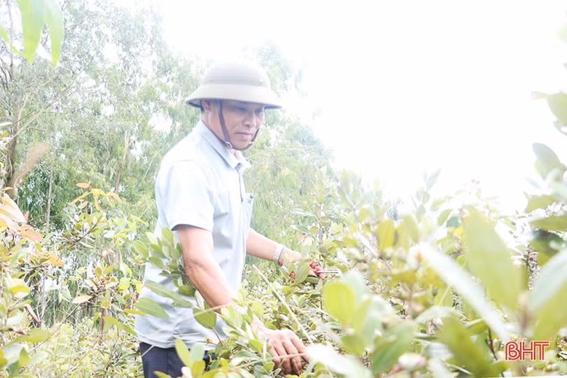 Người dân Thạch Hà bắt đầu vào mùa hái sim