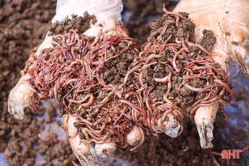 Nuôi giun quế mang lại “lợi ích kép” cho nhà nông Cẩm Xuyên