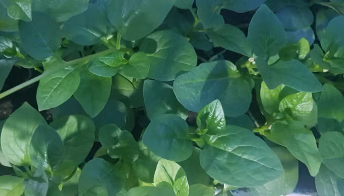 5 loại rau nên ăn hằng ngày