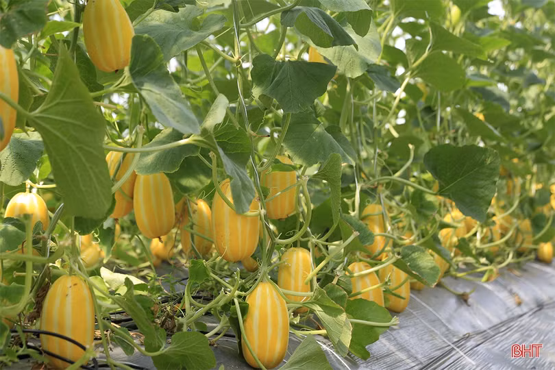 Nghị sỹ Quốc hội CHLB Đức tham quan một số mô hình nông nghiệp tại Hà Tĩnh