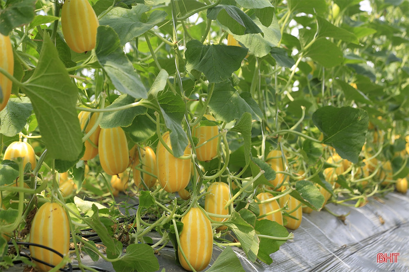 Nghị sỹ Quốc hội CHLB Đức tham quan một số mô hình nông nghiệp tại Hà Tĩnh ảnh 10 Nghị sỹ Quốc hội CHLB Đức tham quan một số mô hình nông nghiệp tại Hà Tĩnh