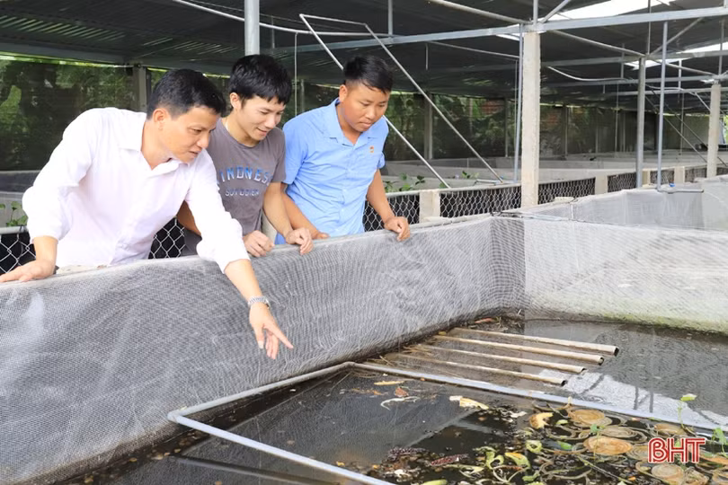 Làm nhà nuôi ốc bươu, thanh niên phố núi Hương Sơn thu lãi cao