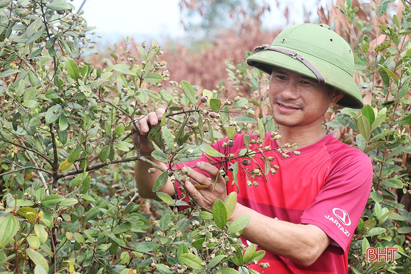 Người dân Thạch Hà bắt đầu vào mùa hái sim