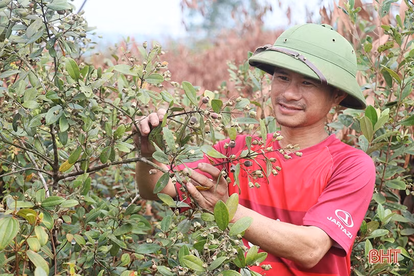 Người dân Thạch Hà bắt đầu vào mùa hái sim