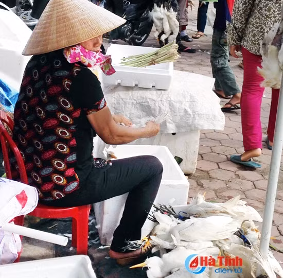 "Tận diệt" chim trời ảnh 2
