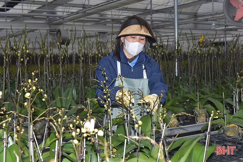 Nông nghiệp hàng hóa Hà Tĩnh - hành trình và đích đến