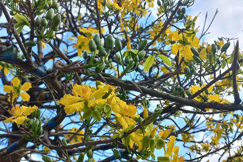 Trong lòng có tết