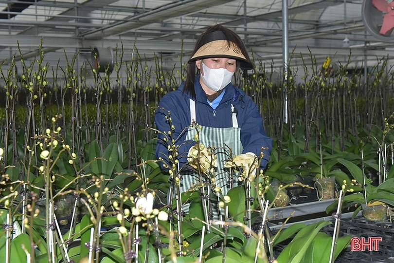 “Năm mới nhiều ước vọng, chờ mong...”