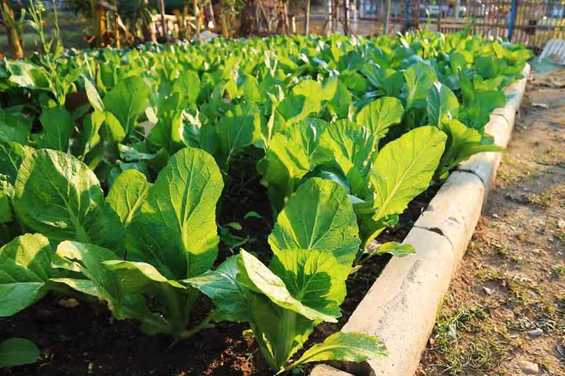 Hoa về trên những bàn tay...