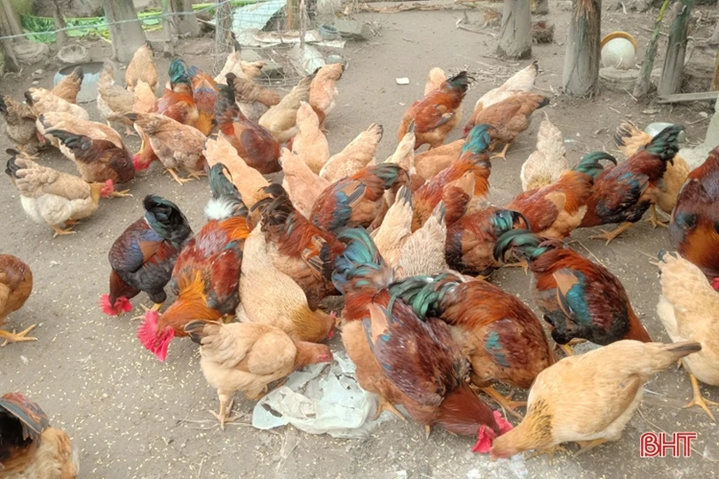 Hỗ trợ “cần câu” giúp người dân Lộc Hà thoát nghèo