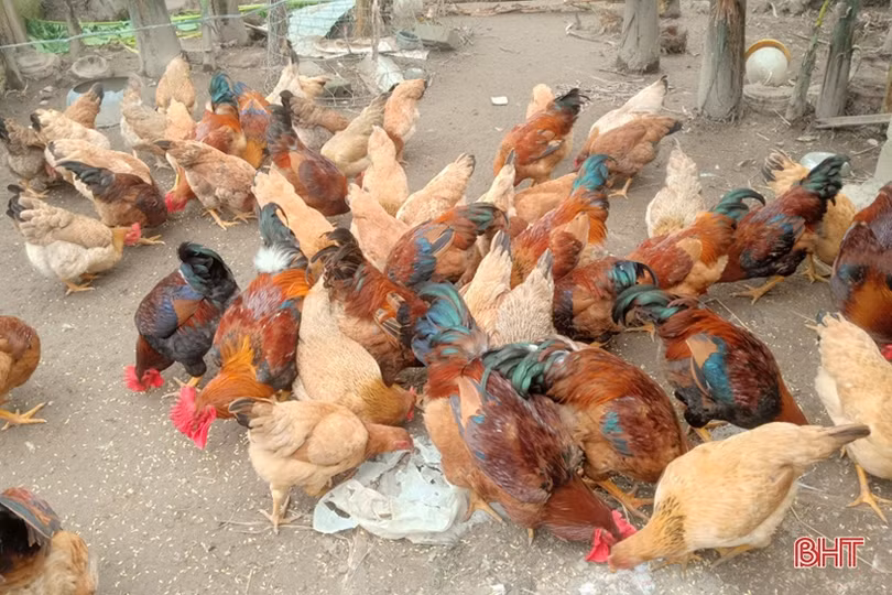 Hỗ trợ “cần câu” giúp người dân Lộc Hà thoát nghèo