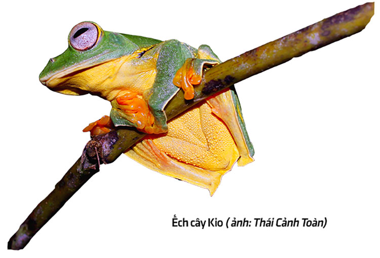 Vườn quốc gia Vũ Quang - "mỏ loài mới" tại Việt Nam, trung tâm đa dạng sinh học của Châu Á ảnh 14 Vườn quốc gia Vũ Quang - “mỏ loài mới” tại Việt Nam, trung tâm đa dạng sinh học của Châu Á