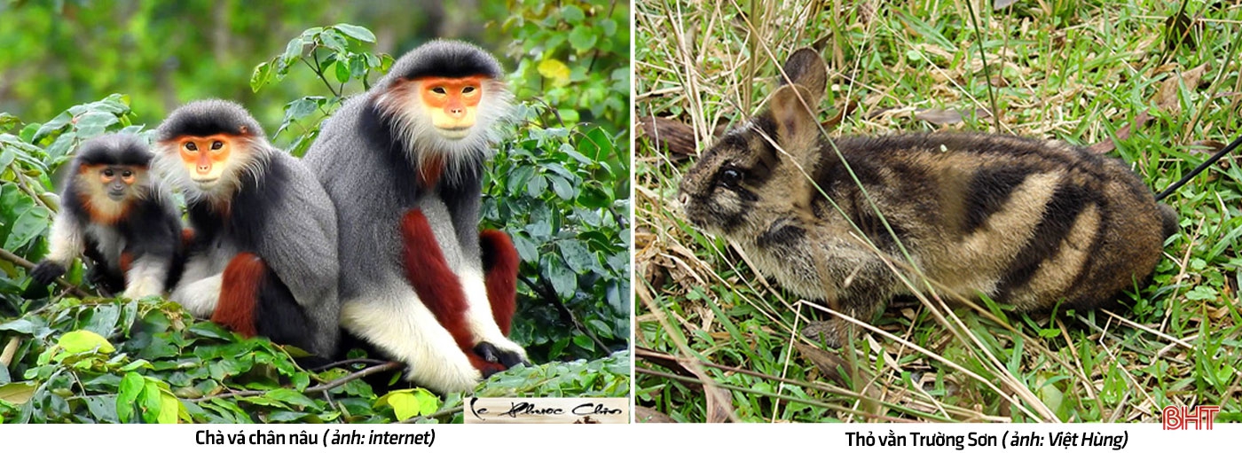 Vườn quốc gia Vũ Quang - "mỏ loài mới" tại Việt Nam, trung tâm đa dạng sinh học của Châu Á ảnh 15 Vườn quốc gia Vũ Quang - “mỏ loài mới” tại Việt Nam, trung tâm đa dạng sinh học của Châu Á