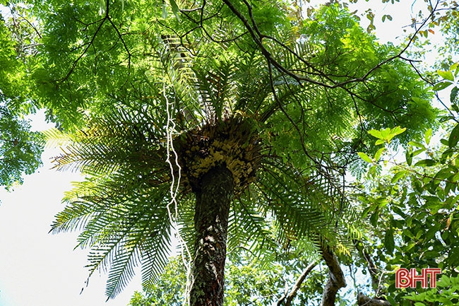 Vườn quốc gia Vũ Quang - "mỏ loài mới" tại Việt Nam, trung tâm đa dạng sinh học của Châu Á ảnh 9 Vườn quốc gia Vũ Quang - “mỏ loài mới” tại Việt Nam, trung tâm đa dạng sinh học của Châu Á