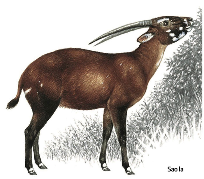 Vườn quốc gia Vũ Quang - "mỏ loài mới" tại Việt Nam, trung tâm đa dạng sinh học của Châu Á ảnh 3 Vườn quốc gia Vũ Quang - “mỏ loài mới” tại Việt Nam, trung tâm đa dạng sinh học của Châu Á