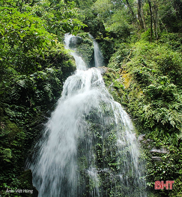 Vườn quốc gia Vũ Quang - "mỏ loài mới" tại Việt Nam, trung tâm đa dạng sinh học của Châu Á ảnh 19 Vườn quốc gia Vũ Quang - “mỏ loài mới” tại Việt Nam, trung tâm đa dạng sinh học của Châu Á