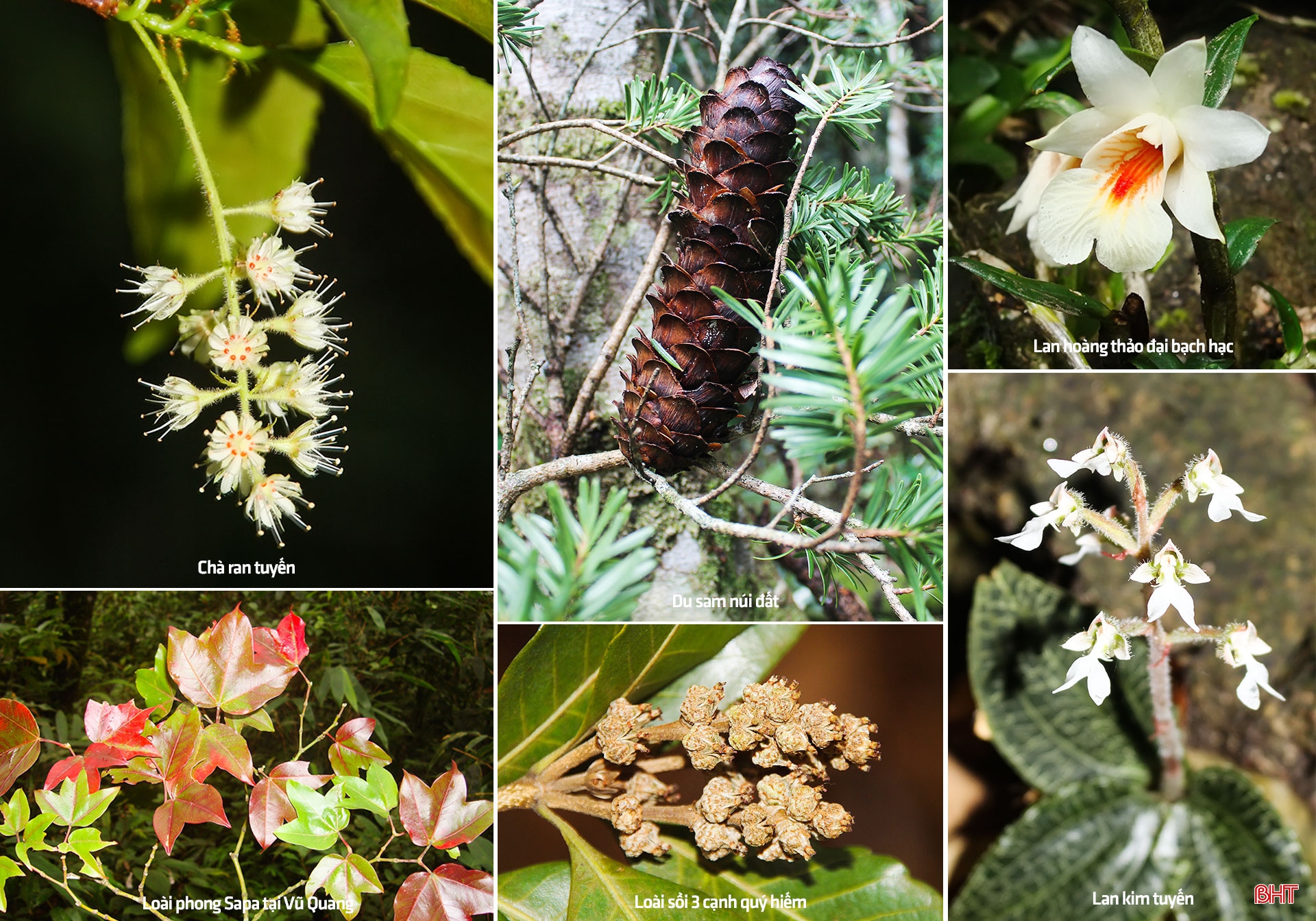Vườn quốc gia Vũ Quang - "mỏ loài mới" tại Việt Nam, trung tâm đa dạng sinh học của Châu Á ảnh 11 Vườn quốc gia Vũ Quang - “mỏ loài mới” tại Việt Nam, trung tâm đa dạng sinh học của Châu Á